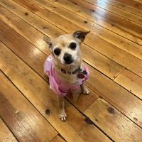 Starlight Casts Local Dogs To Star In LEGALLY BLONDE The Musical